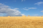 Harvest fields